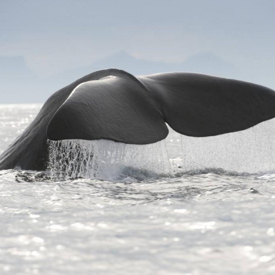 Viaggio in Norvegia - Tromso, Whale whatching e il Polar Park