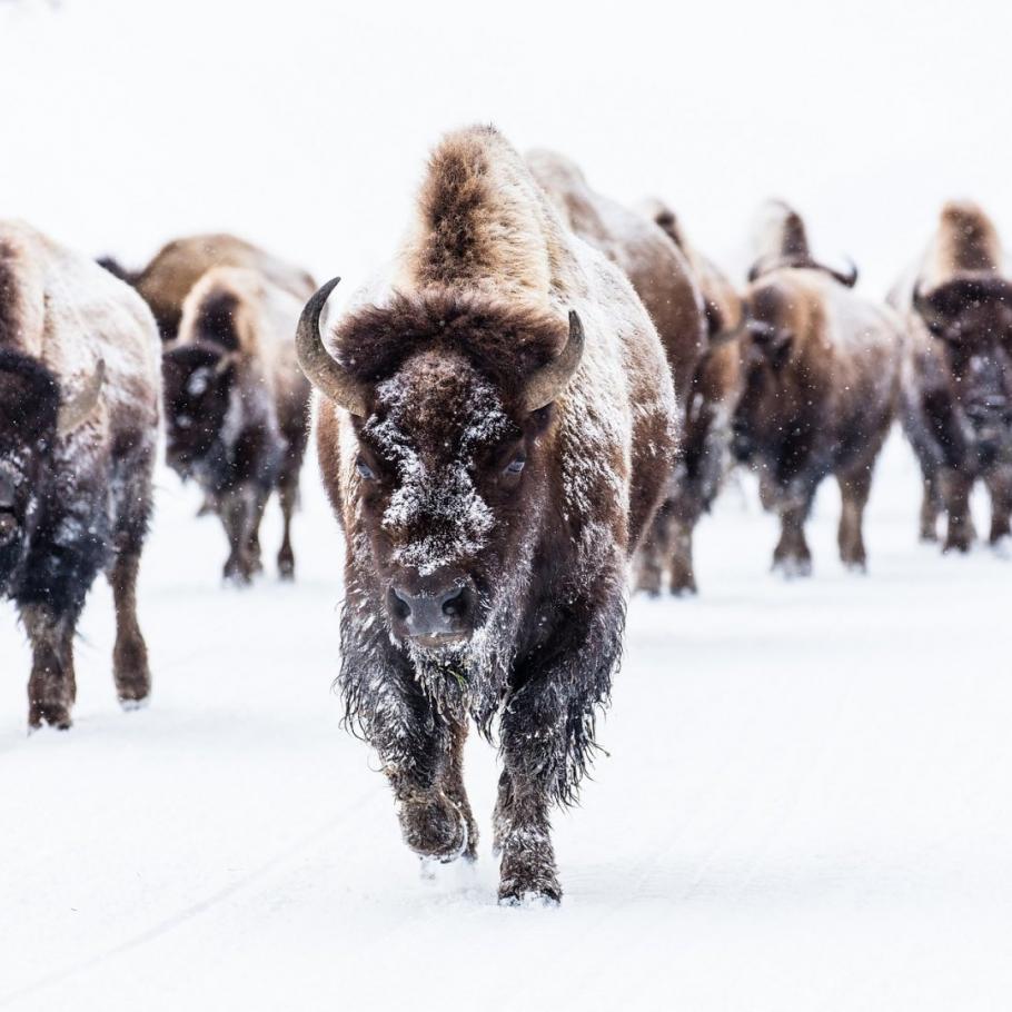 USA - Escursionismo d'inverno nello Yellowstone