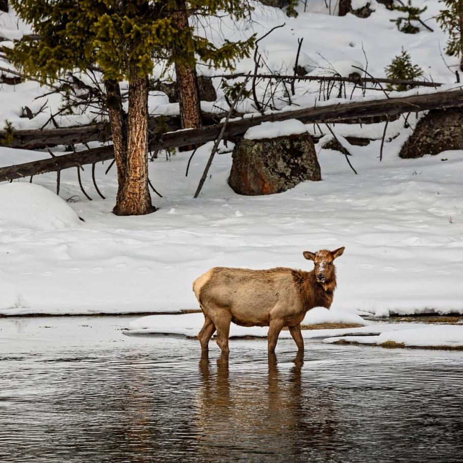 USA - Escursionismo d'inverno nello Yellowstone