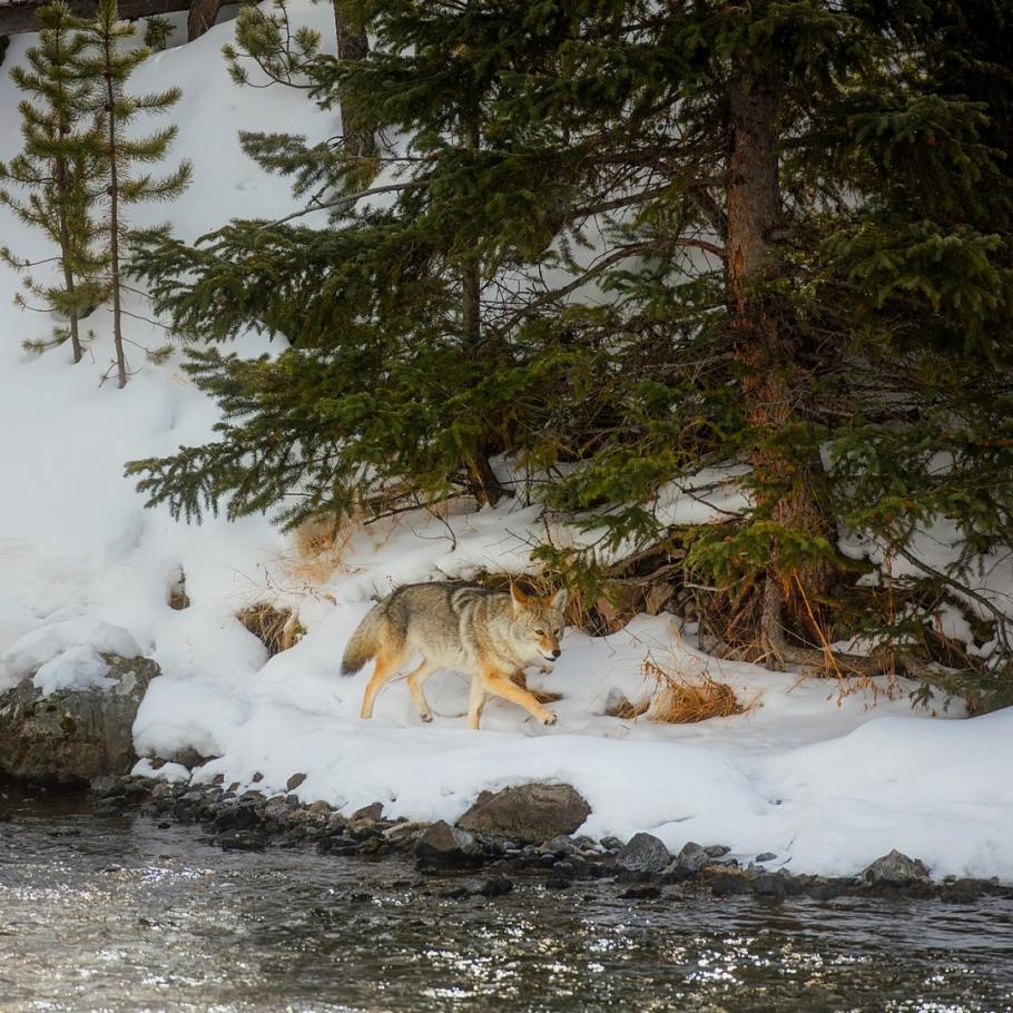 USA - Escursionismo d'inverno nello Yellowstone