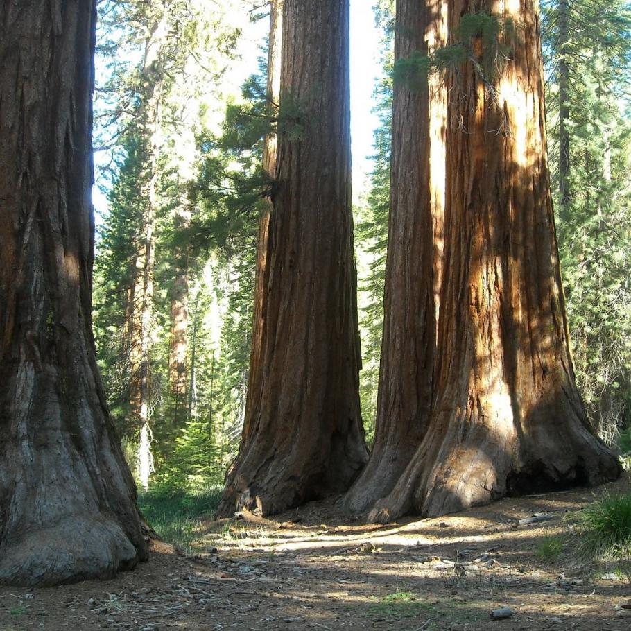 USA - Vette dello Yosemite - Trekking tour