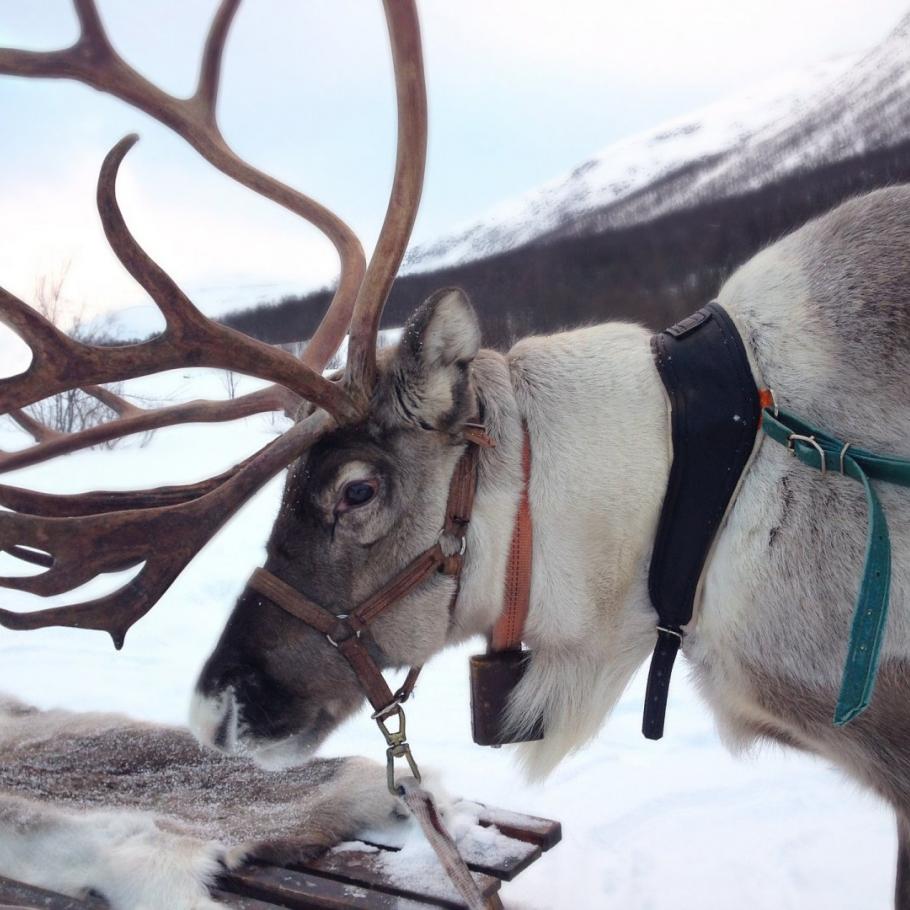 Svezia - The wild ice: Stoccolma, Kiruna e Abisko