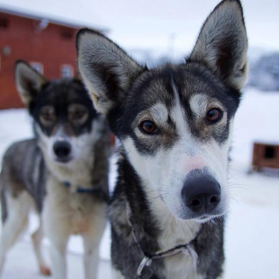 Norvegia - In auto da Tromsø a Capo Nord