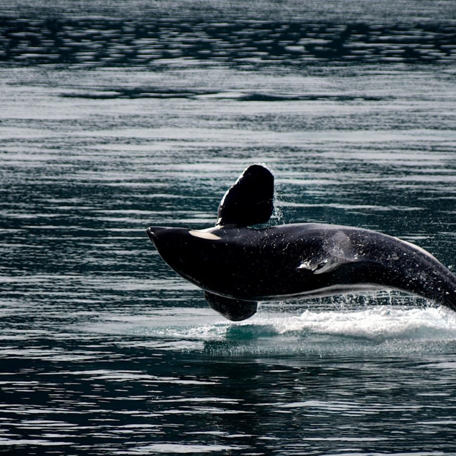 Canada - Inside Passage & Rocky Mountains