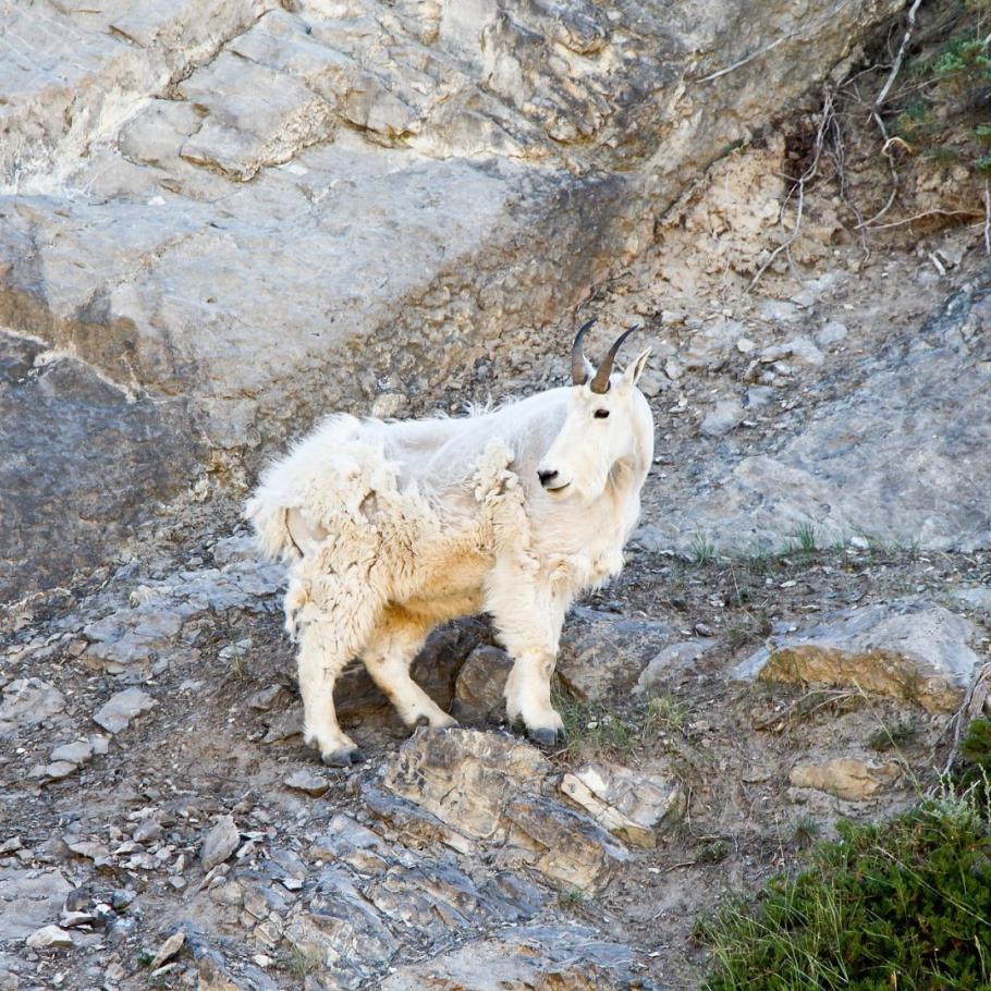 Canada - Inside Passage & Rocky Mountains