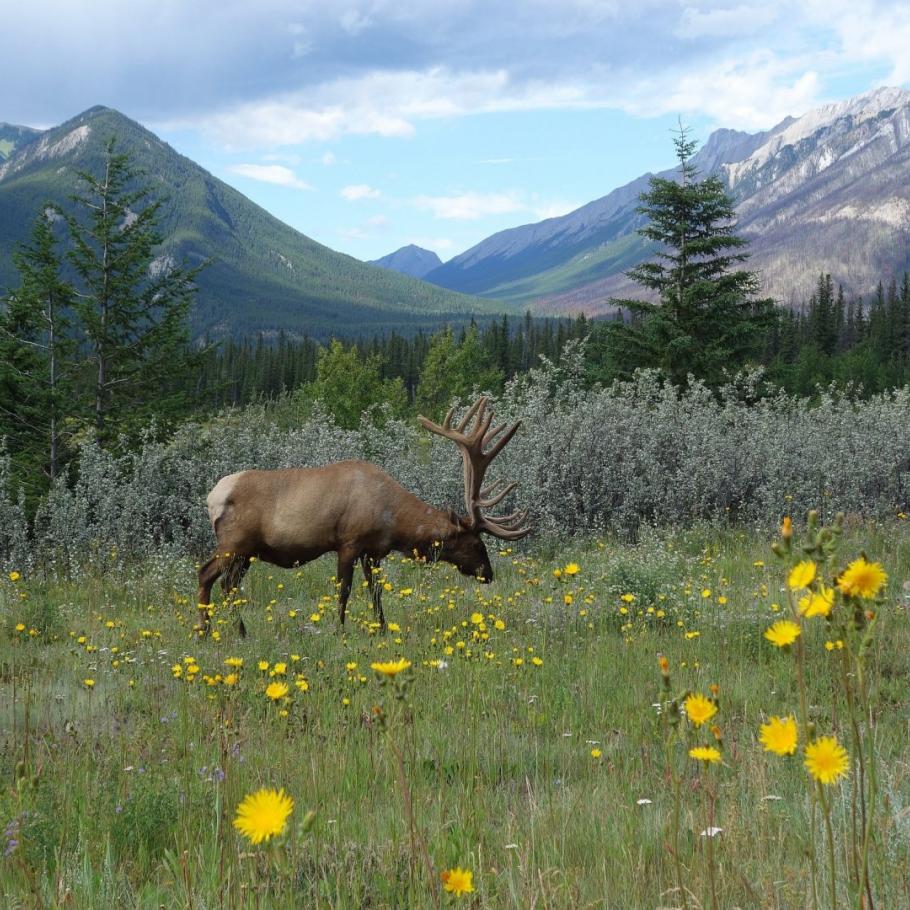 Canada - Inside Passage & Rocky Mountains