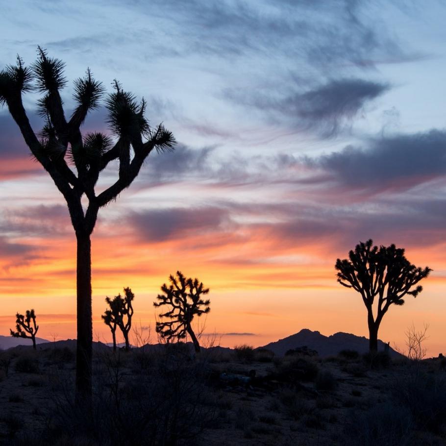 USA - Arizona, deserti & praterie