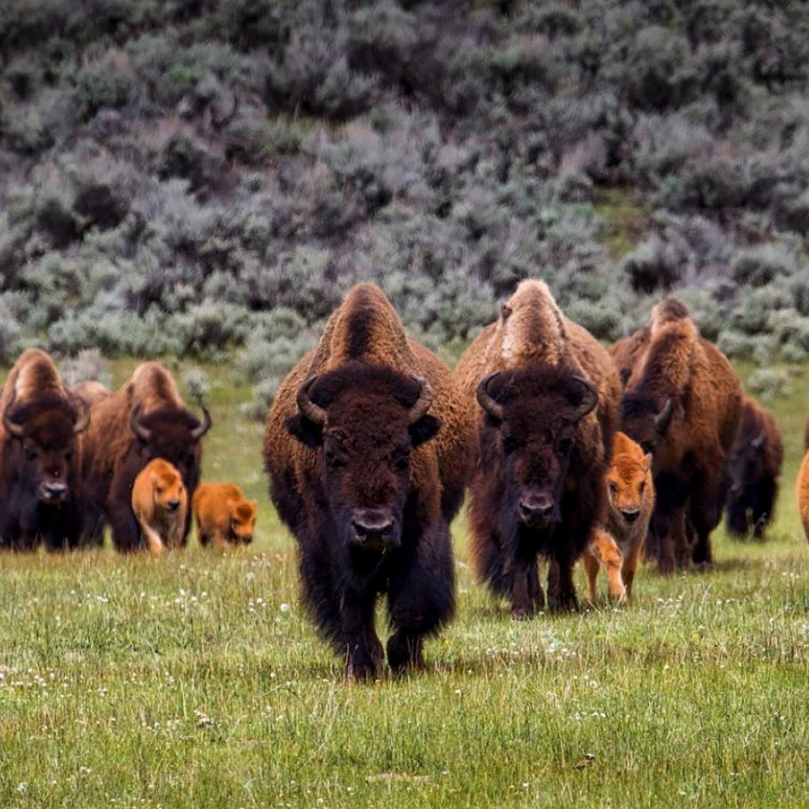 USA - Montana e Wyoming in libertà  