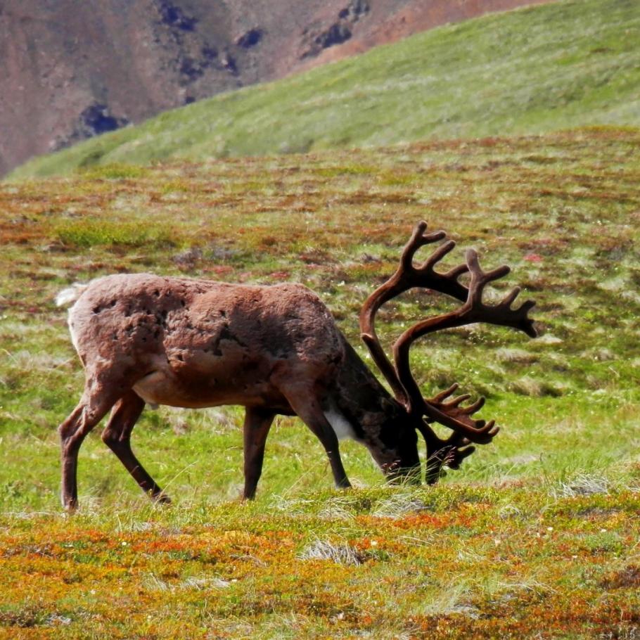 Alaska - Alaska Grand Tour