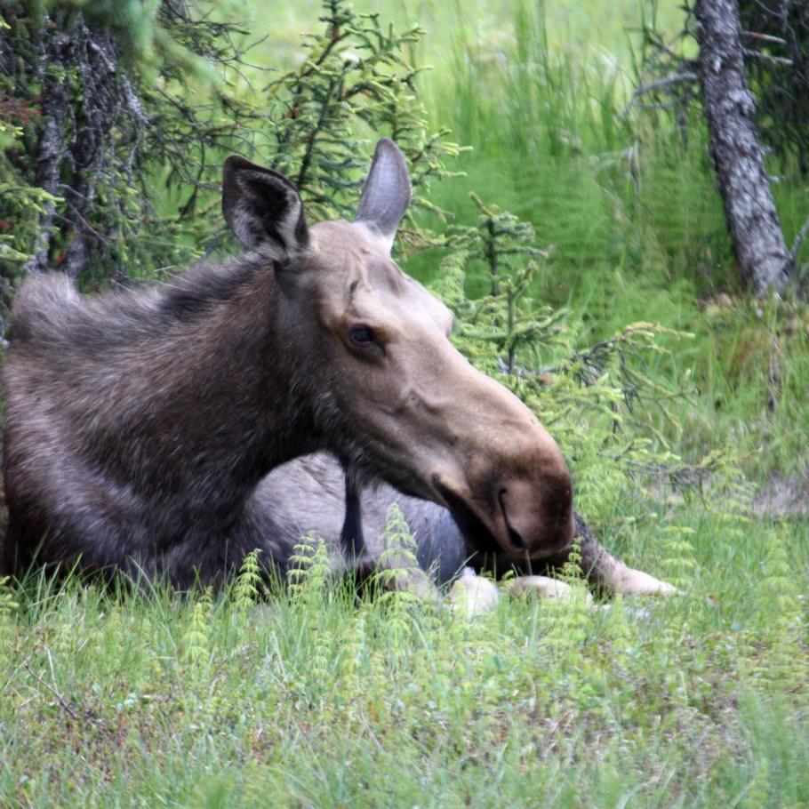 Alaska - Great Alaska Self Drive Tour