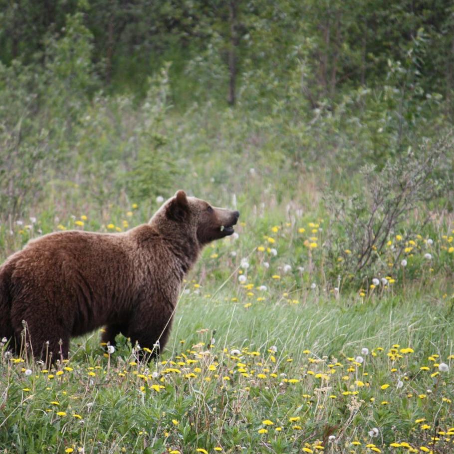 Alaska - Great Alaska Self Drive Tour