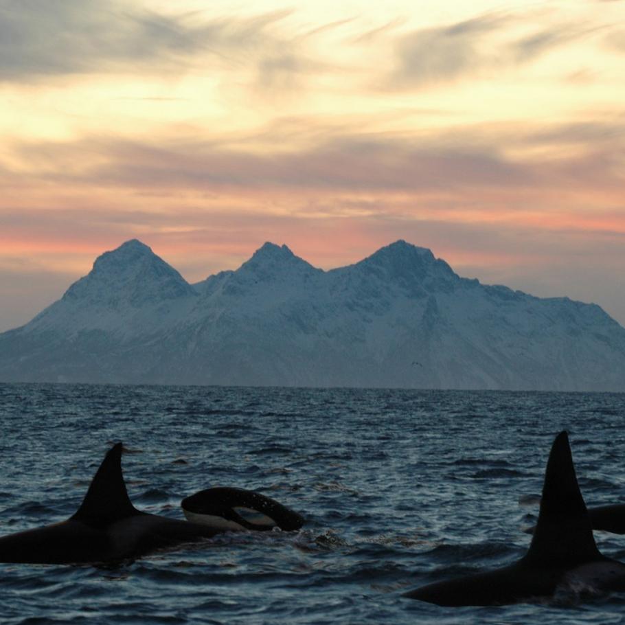 Viaggio in Norvegia - Le Isole Lofoten e Vesteralen