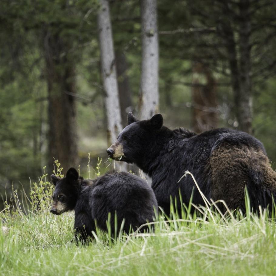 USA - Il paradiso della fauna selvatica nelle Montagne Rocciose