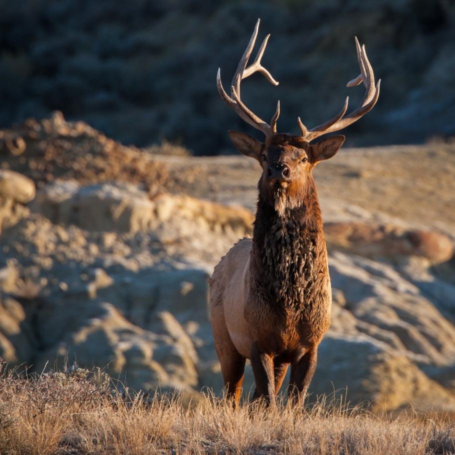 USA - Il paradiso della fauna selvatica nelle Montagne Rocciose