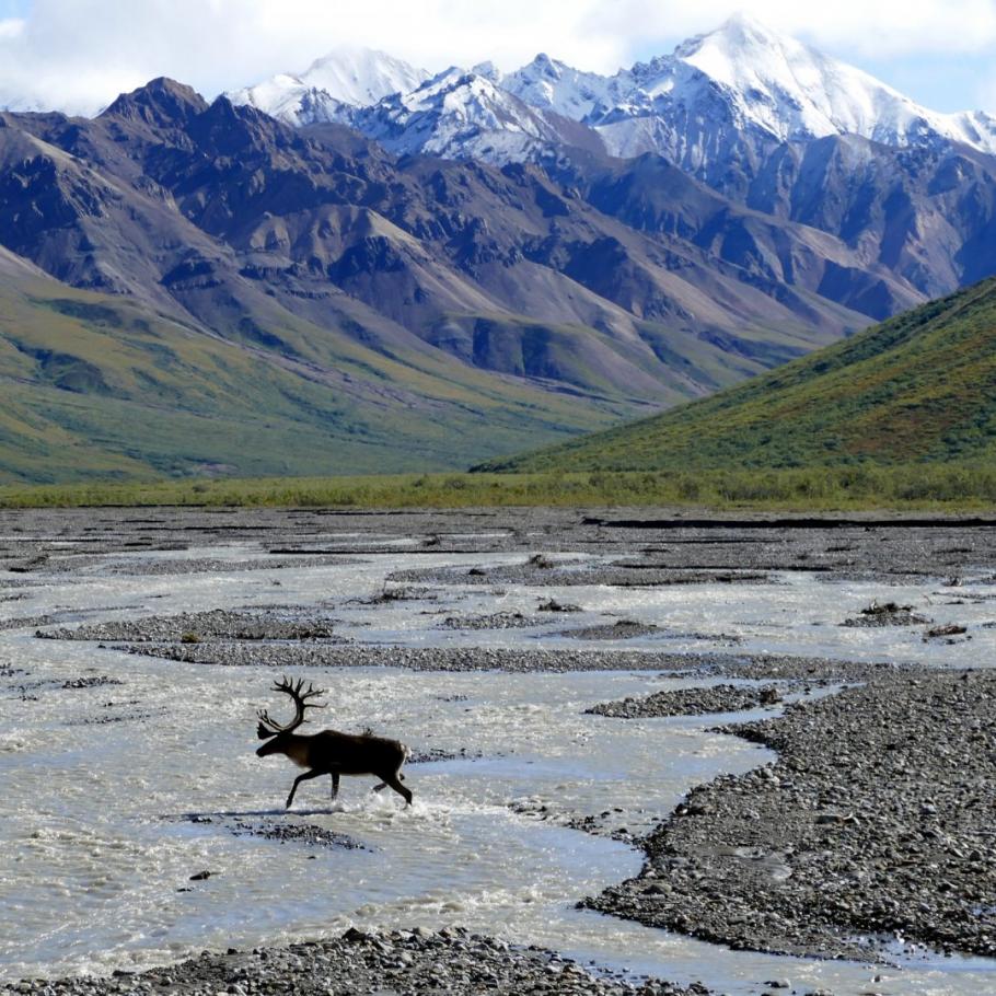 Alaska - Alaska natura selvaggia