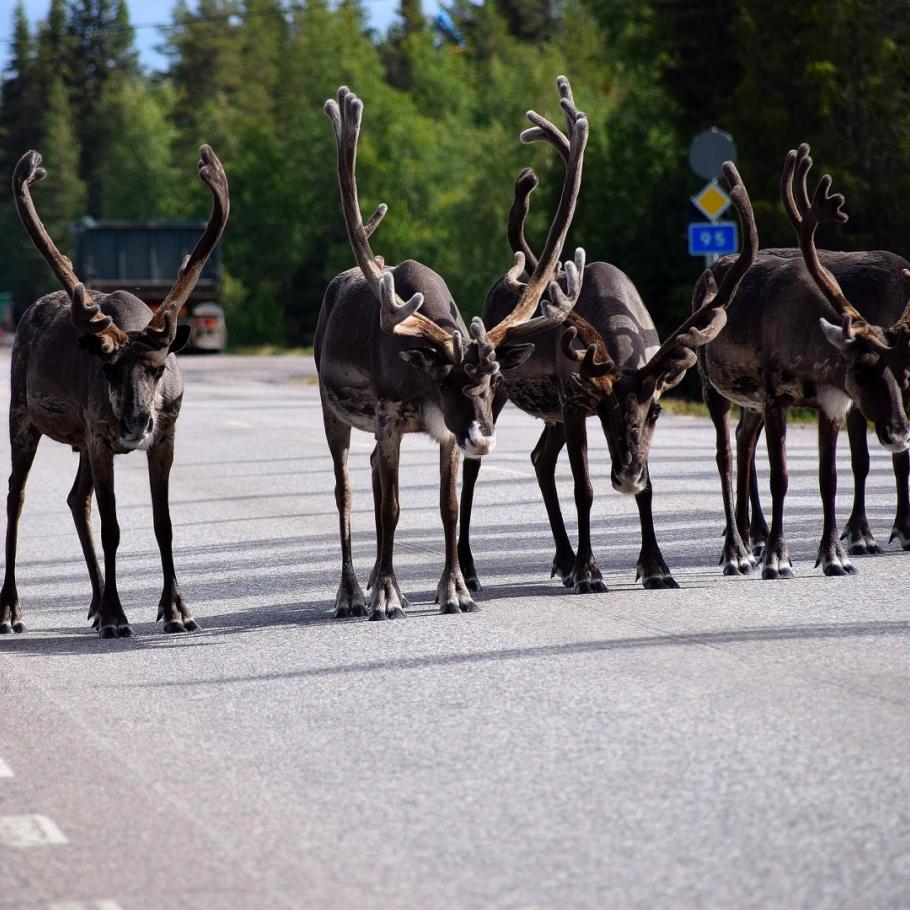 Scandinavia - Destinazione Nord: Finlandia, Svezia, Norvegia