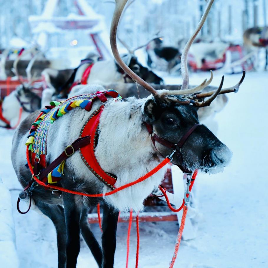 Finlandia - Helsinki e la Lapponia finlandese