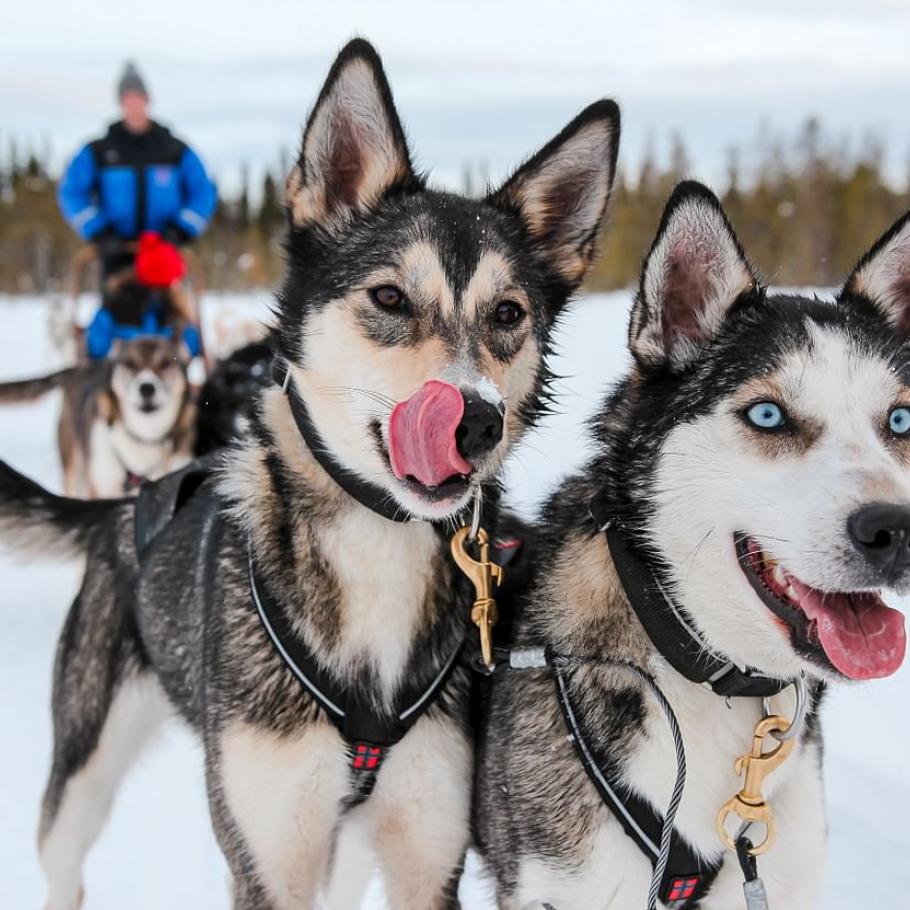 Finlandia - Esperienza artica a Rovaniemi