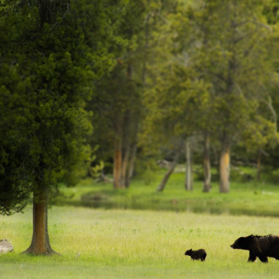 USA - Il paradiso della fauna selvatica nelle Montagne Rocciose