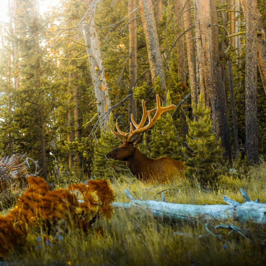 USA - Il paradiso della fauna selvatica nelle Montagne Rocciose