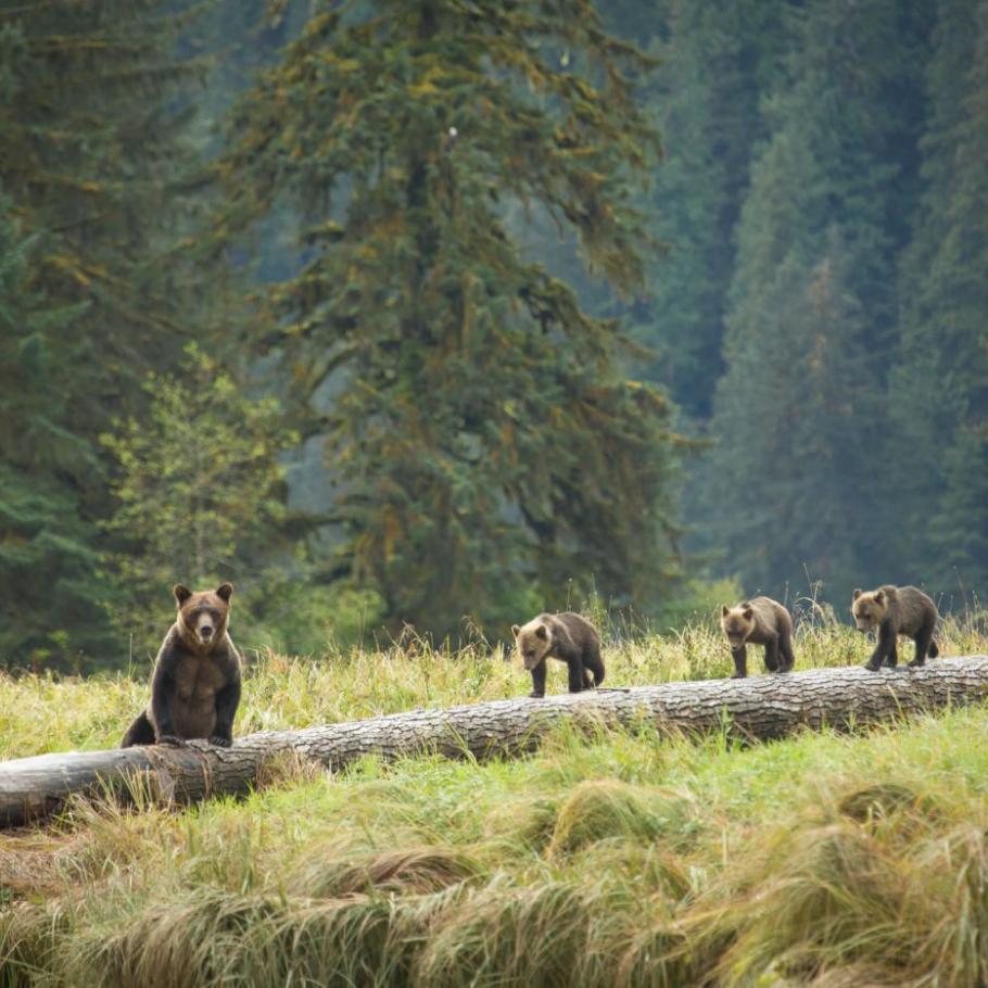 Spirit Bear Lodge