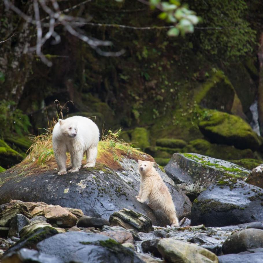 Spirit Bear Lodge