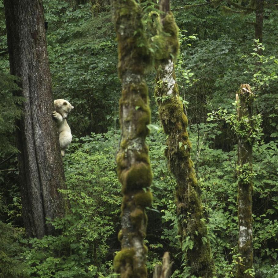 Spirit Bear Lodge