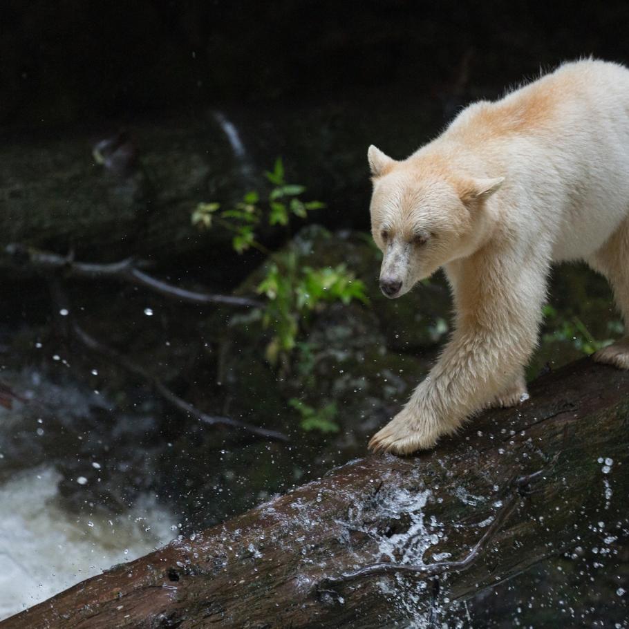 Spirit Bear Lodge