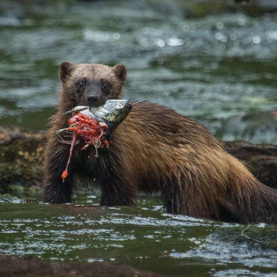 Spirit Bear Lodge