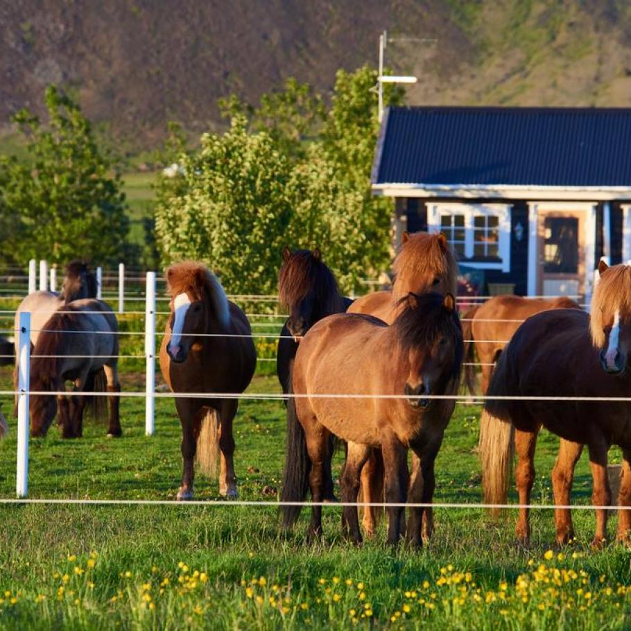 Islanda - Country life