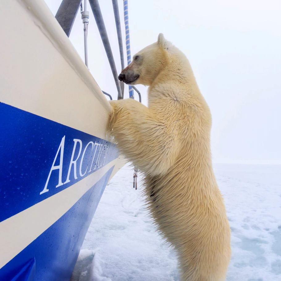 Isole Svalbard - Viaggio nell'Artico in barca a vela