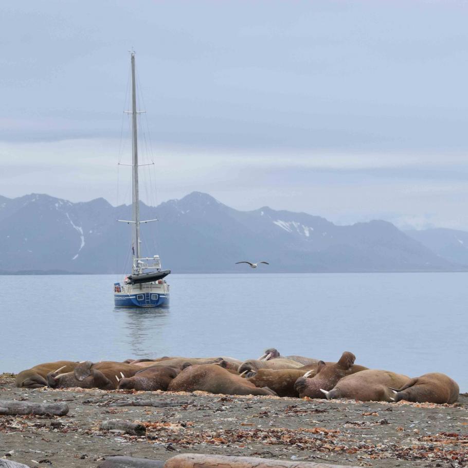 Isole Svalbard - Viaggio nell'Artico in barca a vela