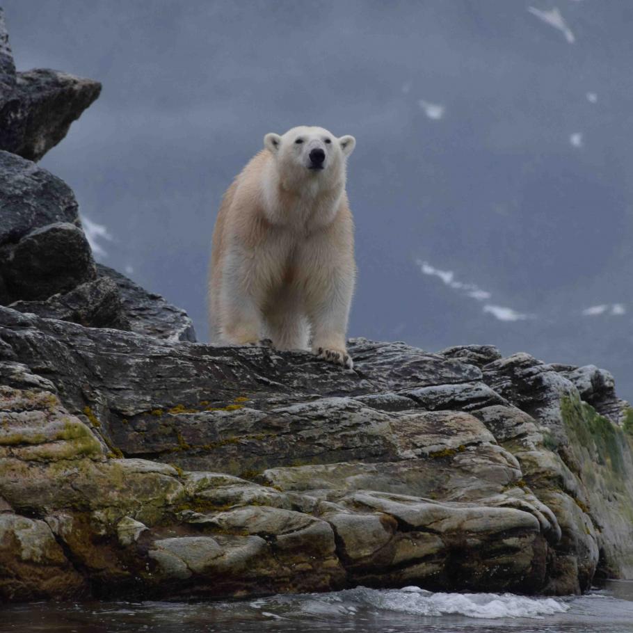 Isole Svalbard - Viaggio nell'Artico in barca a vela