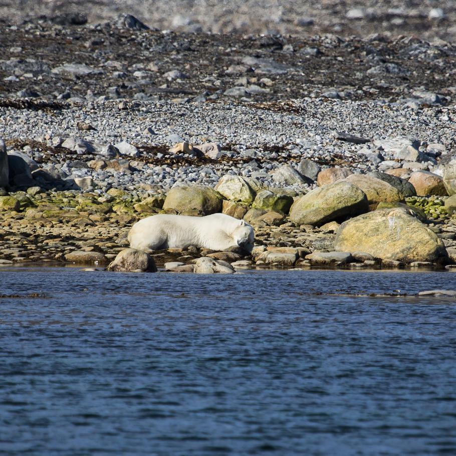 Isole Svalbard - Navigazione in barca a vela con glaciologo