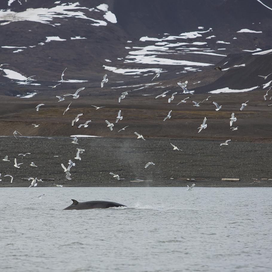 Isole Svalbard - Navigazione in barca a vela con glaciologo