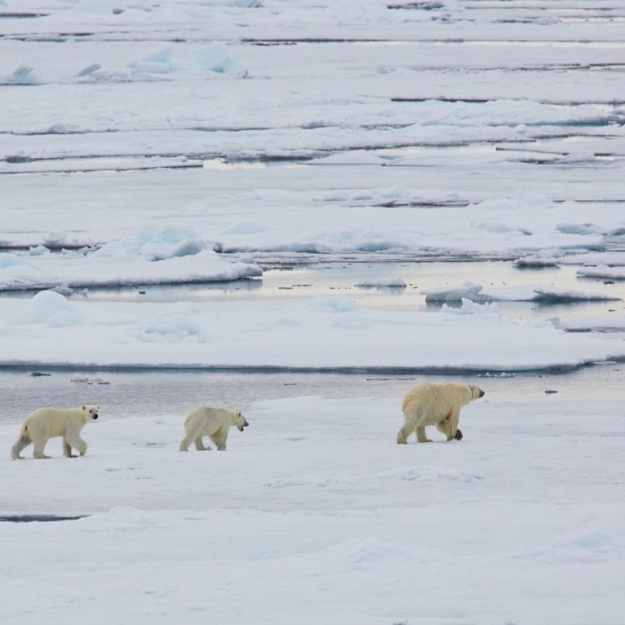 Isole Svalbard - Alla ricerca dell'orso polare