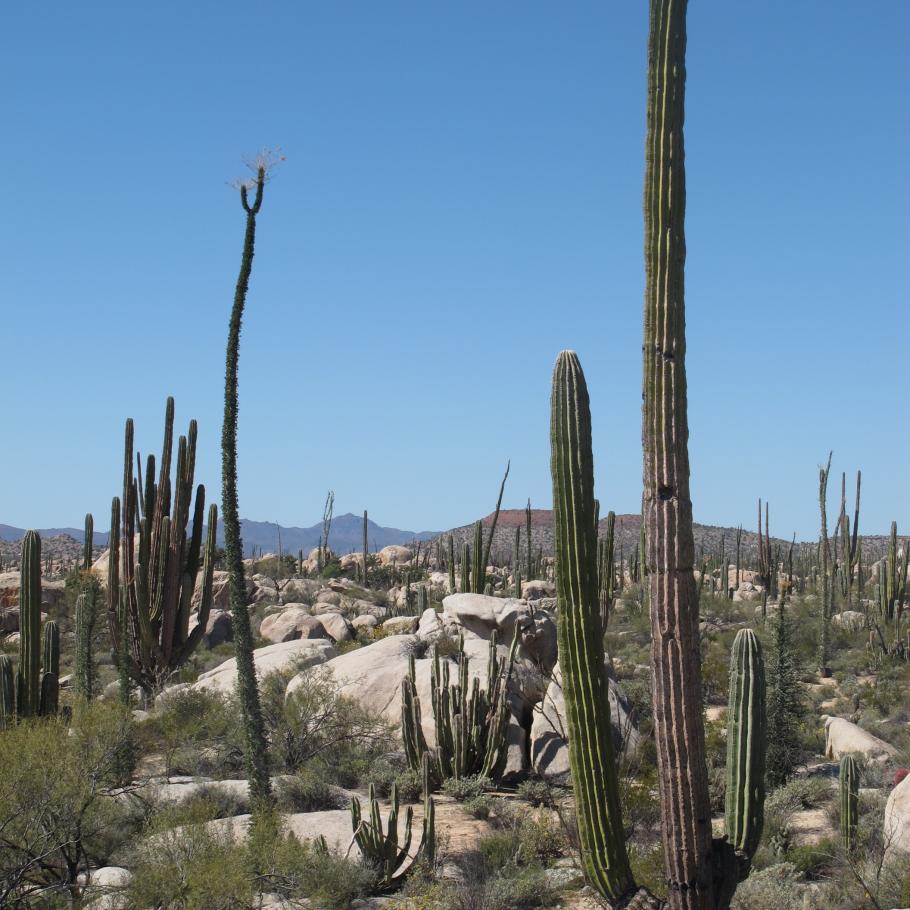 Baja California - Baja California del Sud