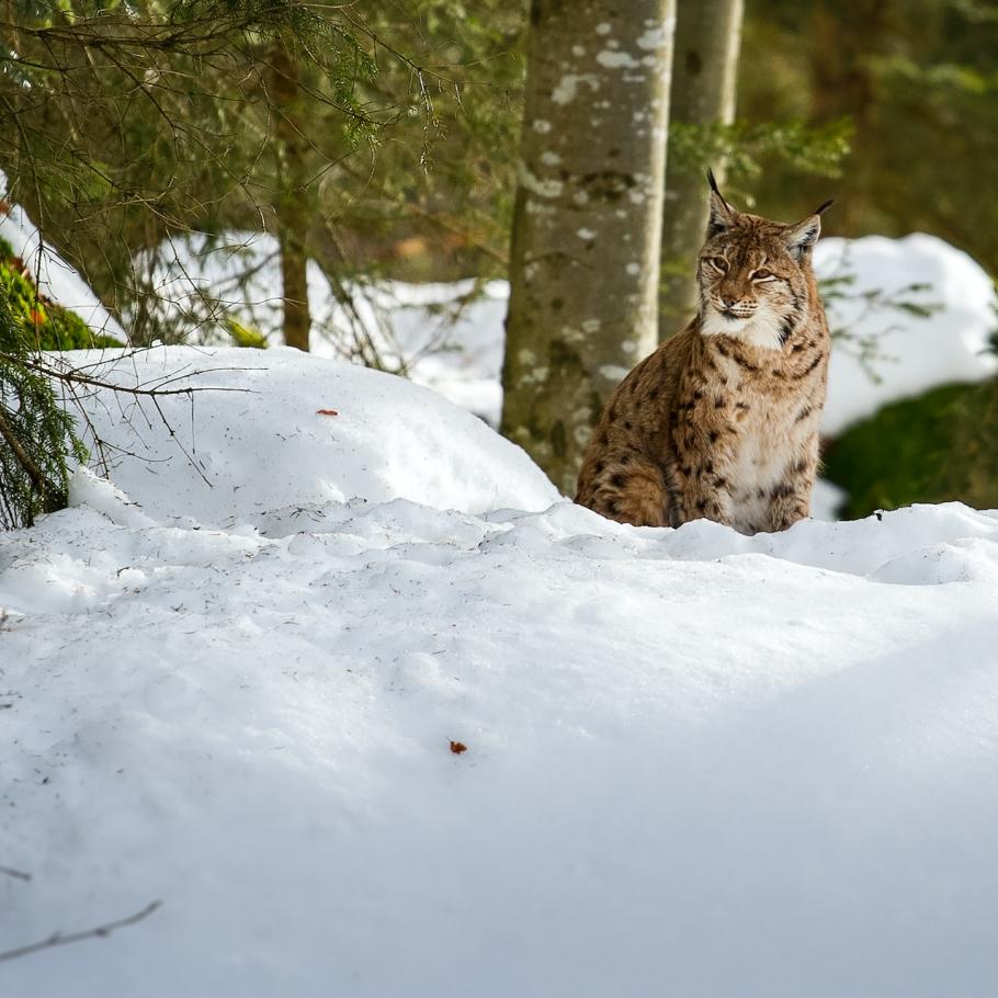Germania - Bayerischer Wald Phototour