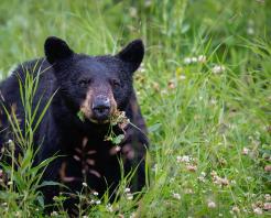 I migliori lodge per il bear watching in British Columbia