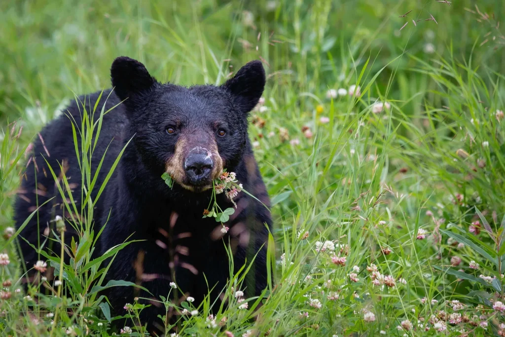 I migliori lodge per il bear watching in British Columbia