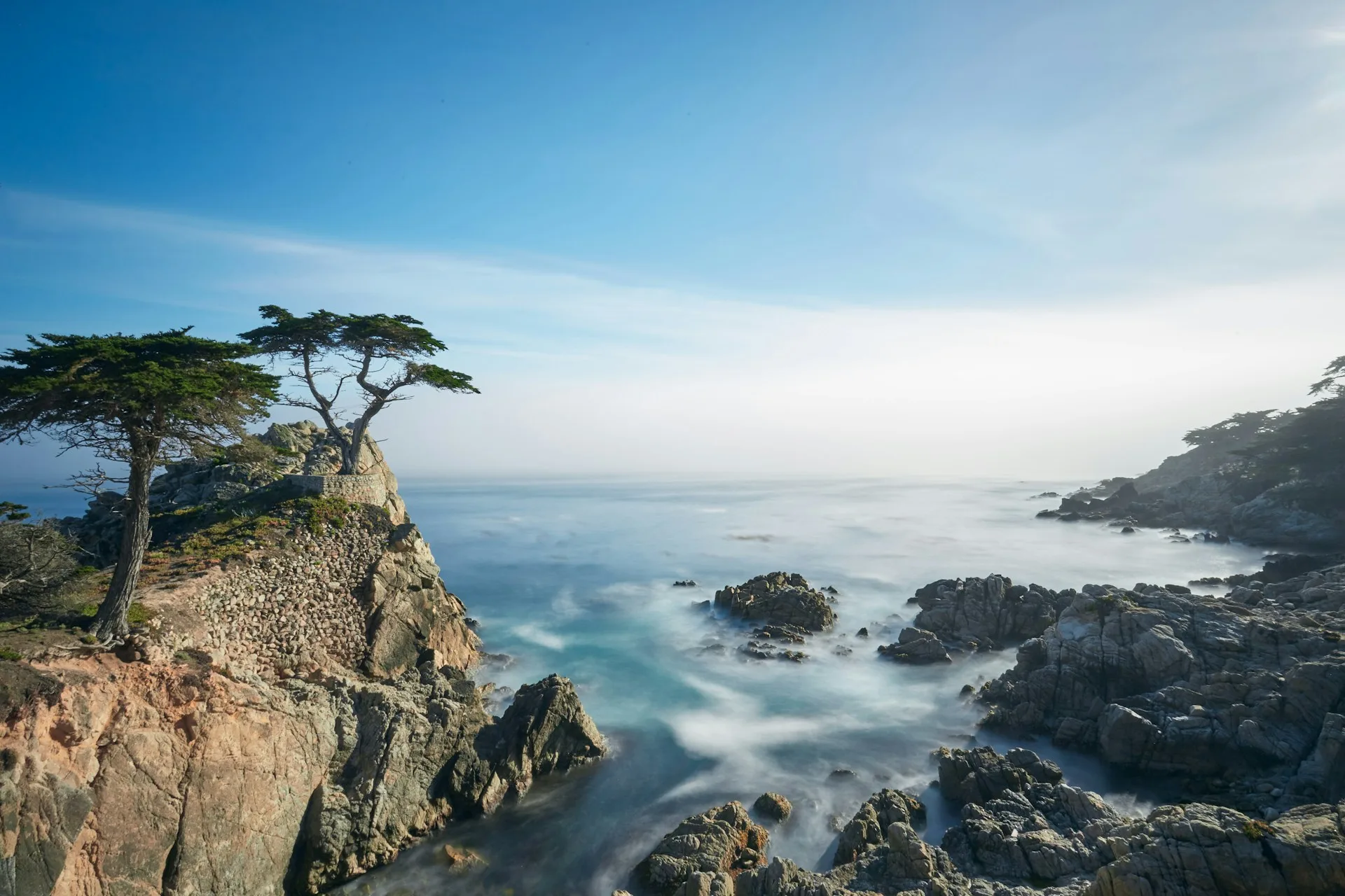 Lone Cypress Tree