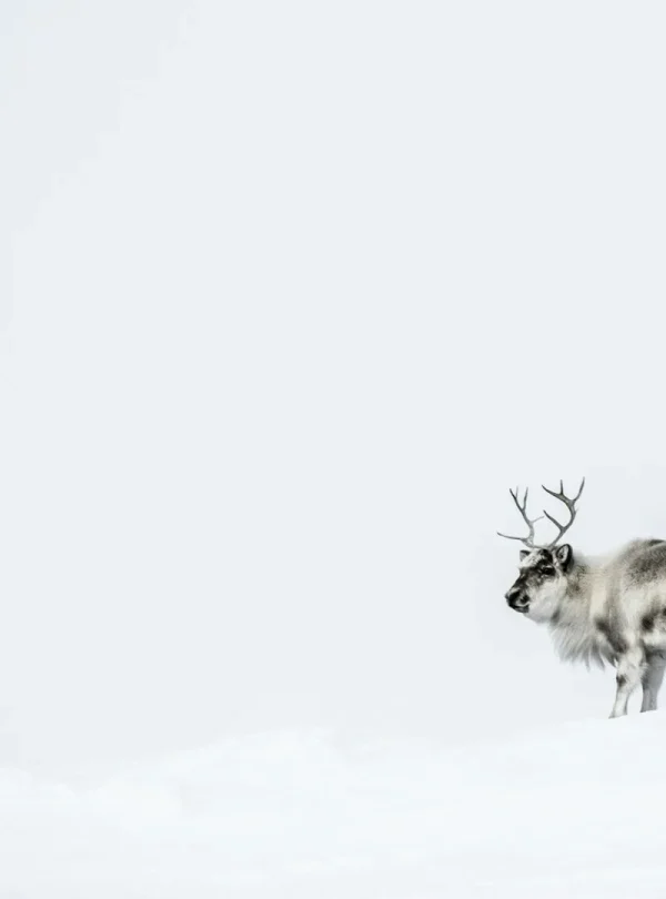 Svalbard – Fuga polare alle Svalbard
