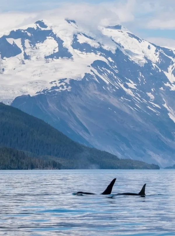 Alaska - Alaska highlights in 10 giorni