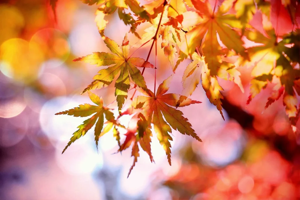 7 migliori vacanze autunnali per ammirare il foliage negli USA, ma non solo...