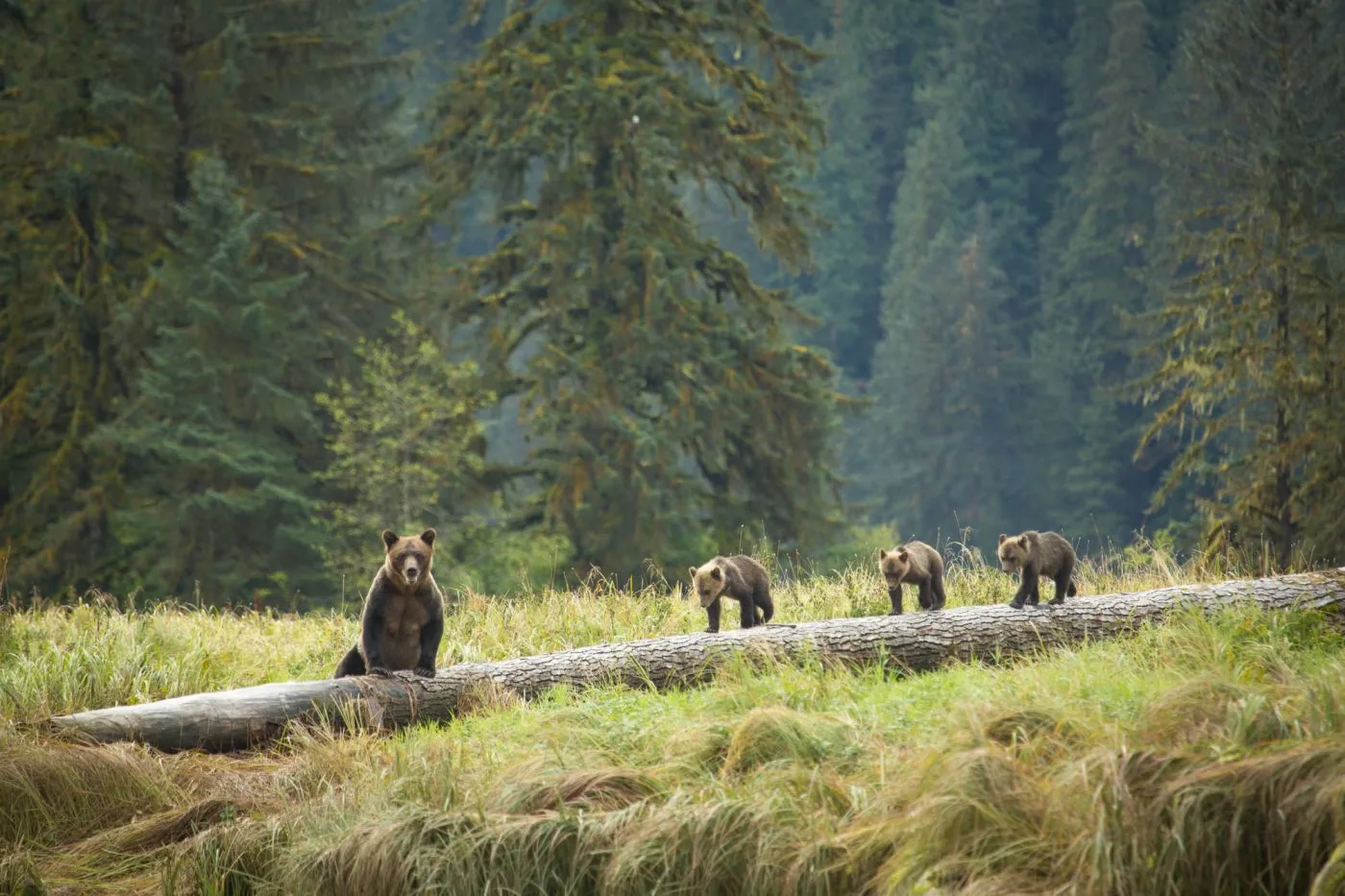 Spirit Bear Lodge