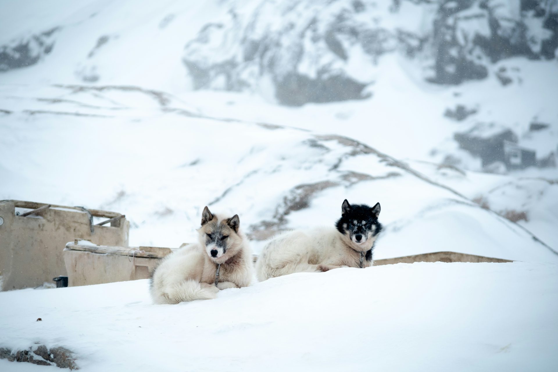 Svalbard – Ilulissat, avventura sul fiordo di ghiaccio