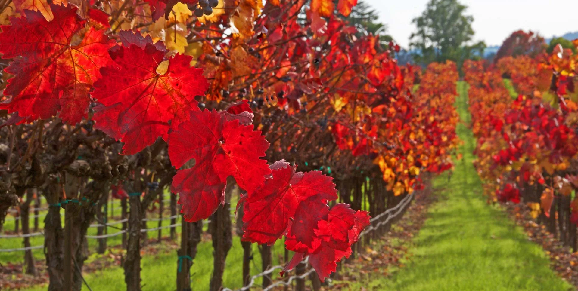 sonoma
